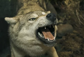Crédence de cuisine en verre imprimé Loup Stuffed wolf