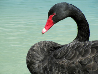 Le cygne noir.