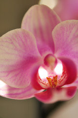 Fototapeta na wymiar Orchidee, zart