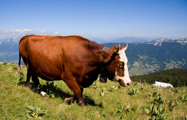 Fototapeta na wymiar Pastwiska krowa obfitości (Smenoz)