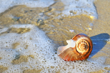 shell on sand