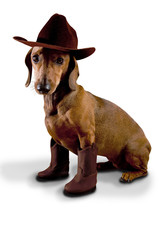Dog wearing cowboy hat and boots