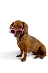 Dog wearing pink sunglasses