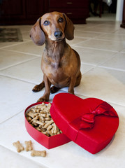 Dog with heart shaped box full of dog treats