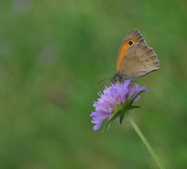 Blume mit Schmetterling