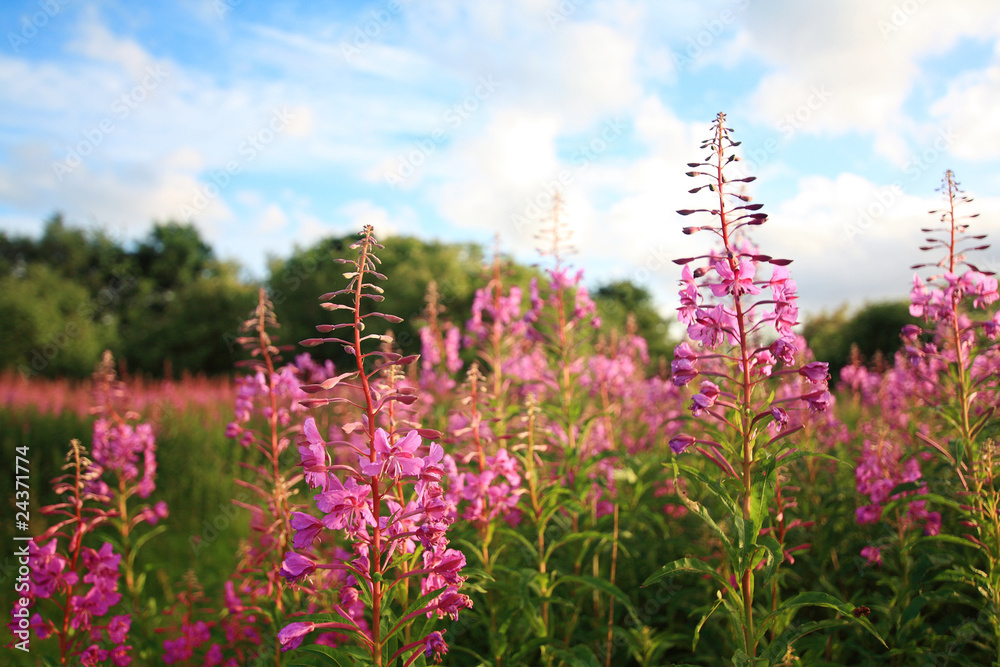 Poster summer meadow of wildflowers