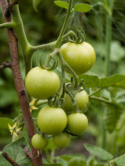 Green tomatoes