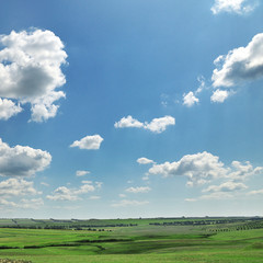 Obraz premium meadow