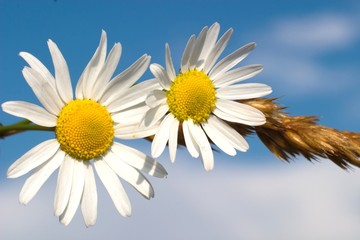 Naklejka premium flowers