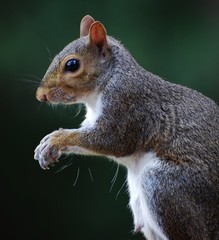 Gray Squirrel