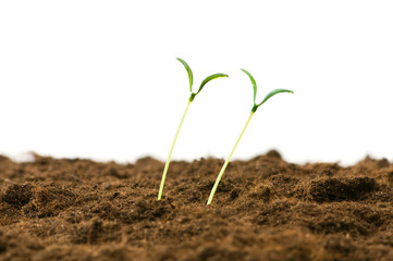 Green seedling illustrating concept of new life