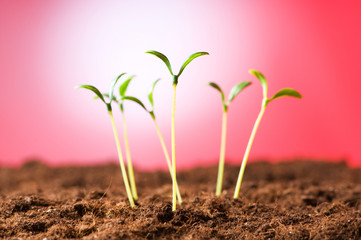 Green seedling illustrating concept of new life