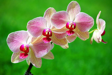 Orchidee