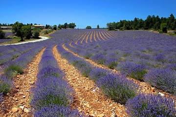 Lavender field
