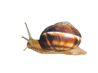 snail © Dmitry Vereshchagin