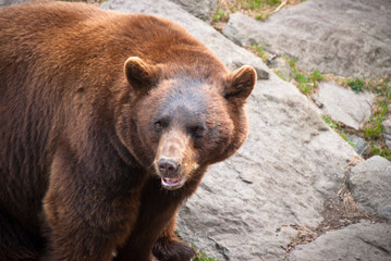 Rare Cinnamon Black Bear Wildlife Animal in North Carolina