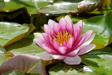 Seerose