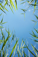 beautiful fresh green grass against the blue sky in view frame