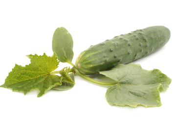 cucumber