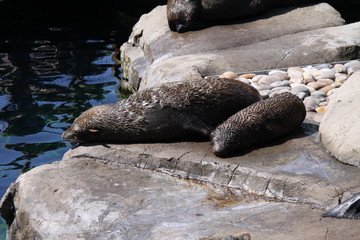 Naklejka premium Seals at rest