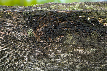 Alter Holzbalken mit Moos