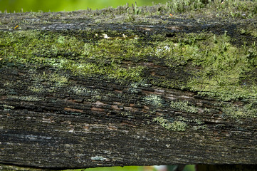 Alter Holzbalken mit Moos