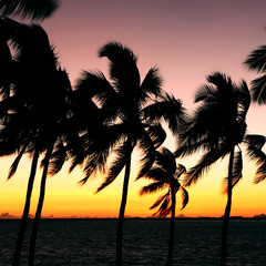 Fototapeta na wymiar Sunset Palm Trees