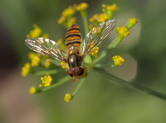 Schwebfliege