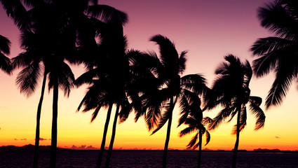 Obraz premium silhouette palm trees - sunset