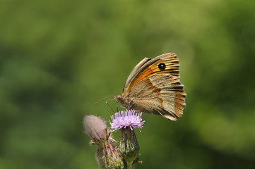 Papillon le Myrtil sur une fleur de chardon mauve