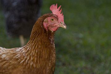 Geflügel