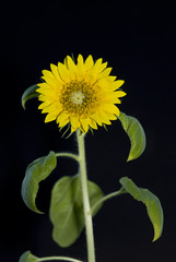 Obraz premium Sonnenblume