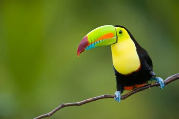 Acrylic prints Toucan Keel Billed Toucan, from Central America.