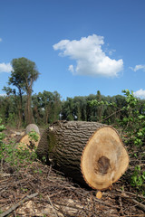 Lumber industry