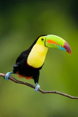 Zelfklevend Fotobehang Keel Billed Toucan, uit Midden-Amerika. © buteo