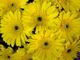 Yellow Barberton Daisy in arrangement