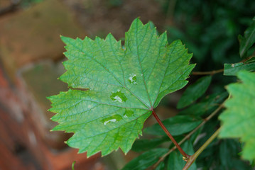 grape leaf