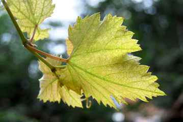 grape leaf