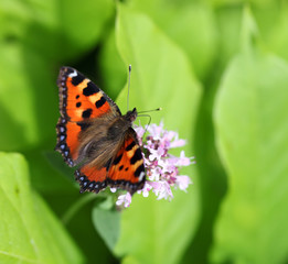 Small Tortoiseshell Butterfly