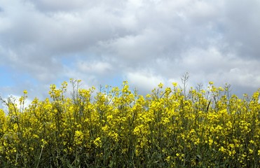Obraz premium Rapsfeld unter wolken
