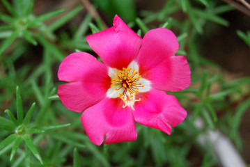portulaca