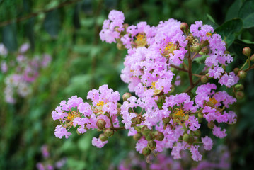 crape myrtle