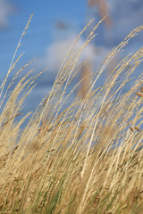 Fototapeta premium Gräser im Wind