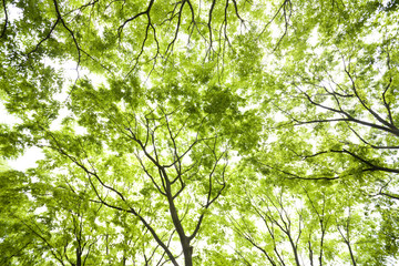 新緑のケヤキの葉