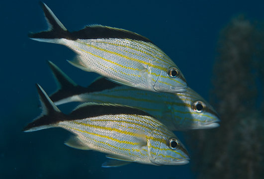 Cottonwick Grunts-Haemulon melanurum