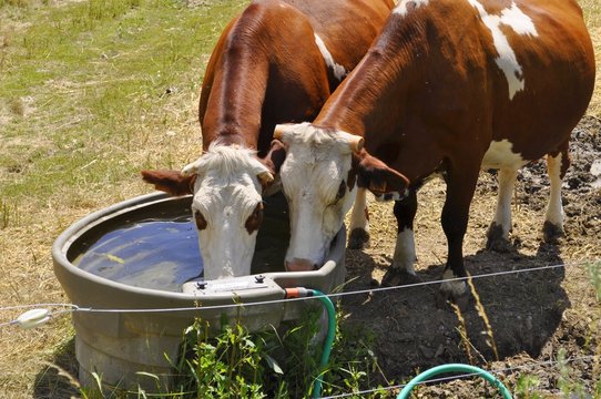 Vaches &agrave; l'abreuvoir