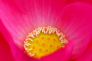 fior di loto fiori 505