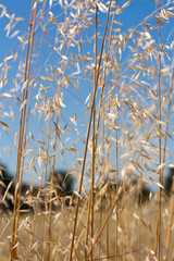 Wild wheat field