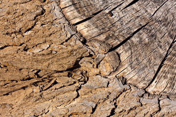 Bark and wood background