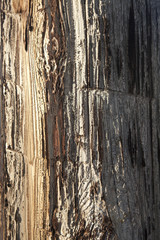 Weathered Telephone Pole